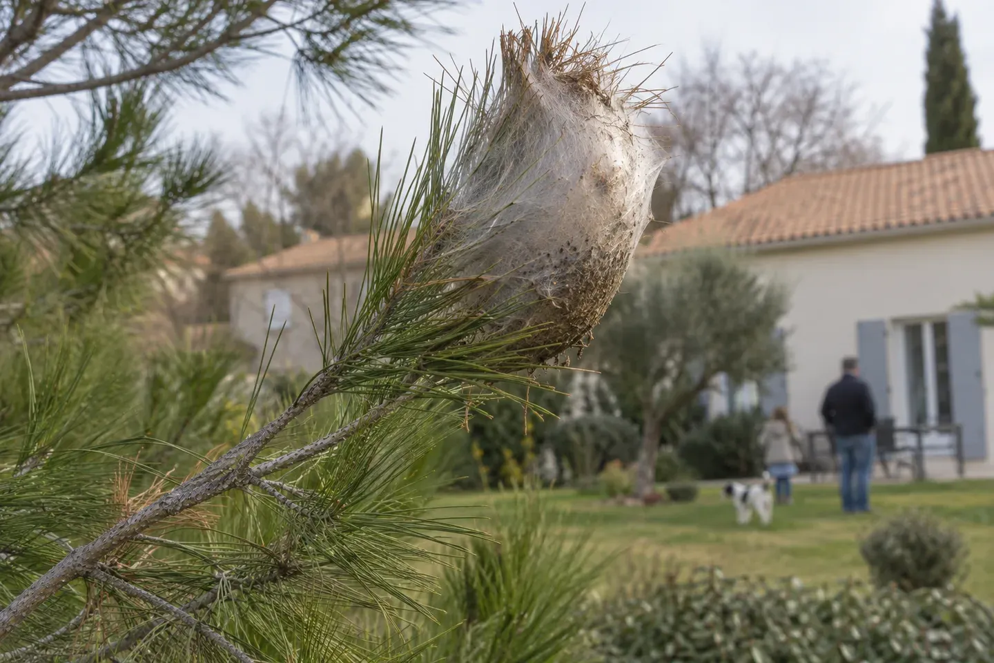 Un nid soyeux blanc de processionnaires du pin au bout d'une branche, au-dessus d'un jardin de pavillon
