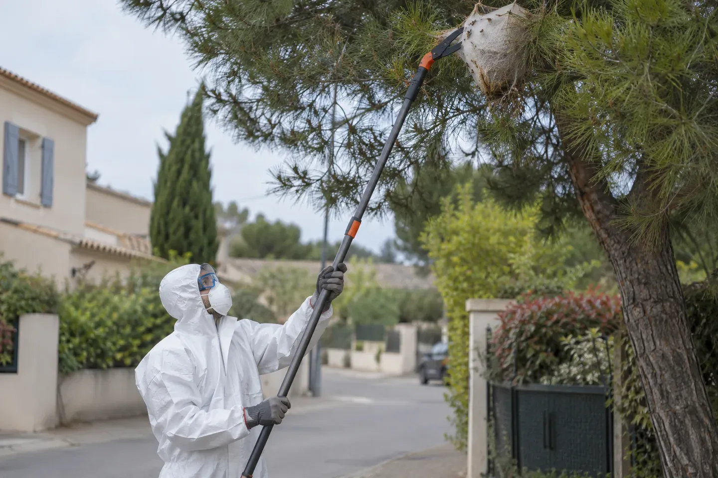 Un élagueur en combinaison, gants et masque coupe un nid de processionnaires à la perche depuis le sol