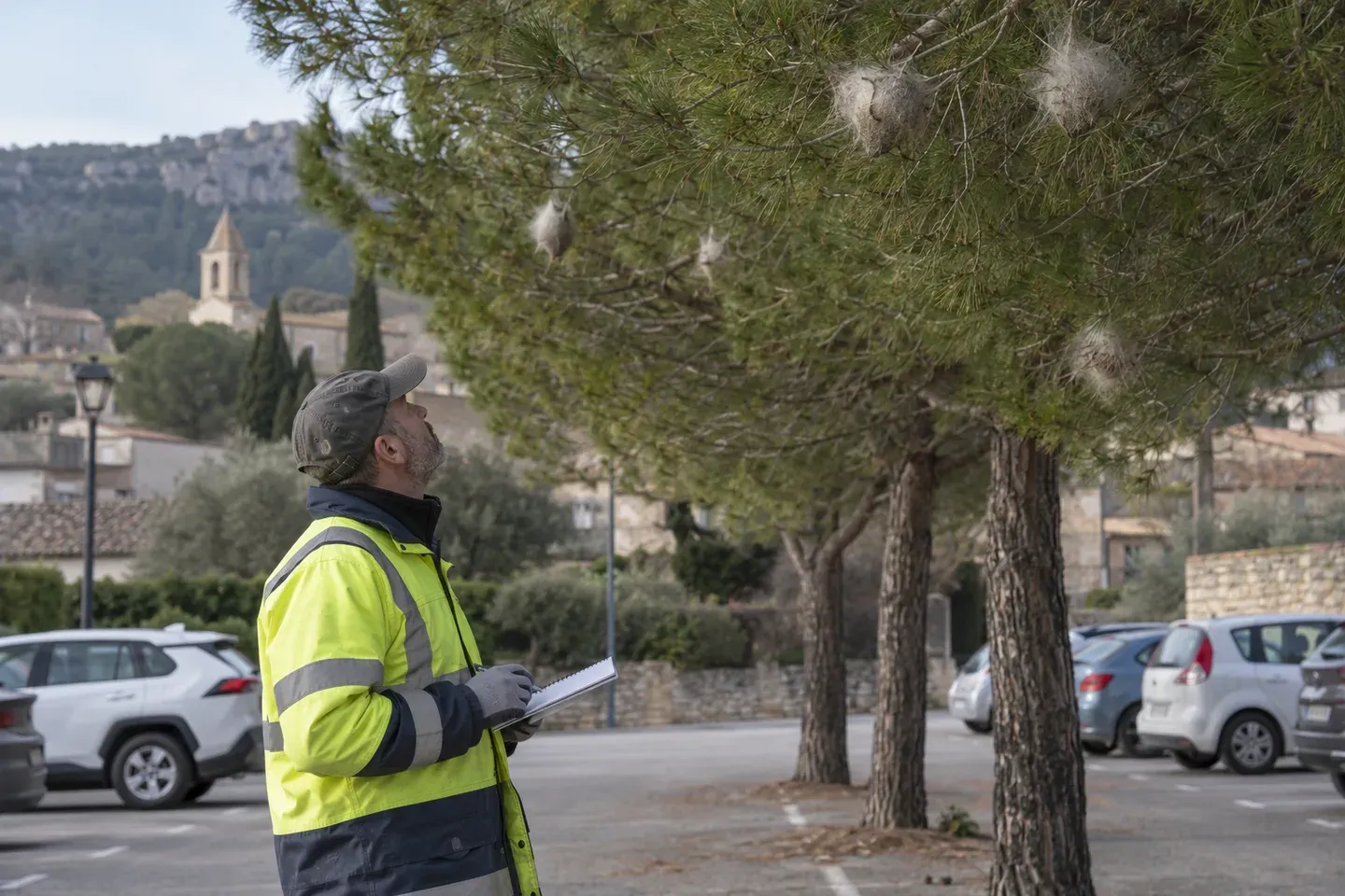Un agent communal en gilet de chantier relève les nids visibles dans une rangée de pins au bord d'un parking de village